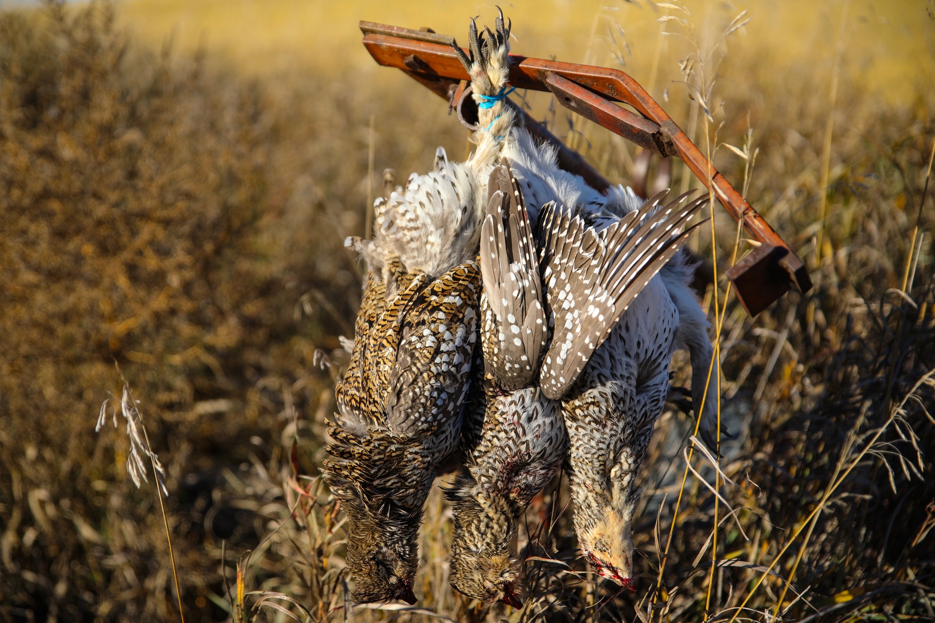 Upland Hunting with Flight 51