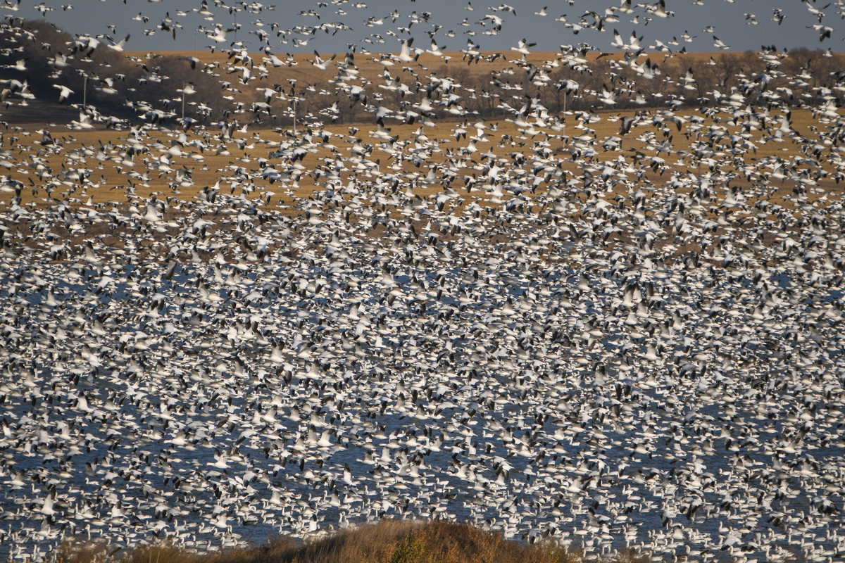 Hunting In Alberta & Saskatchewan